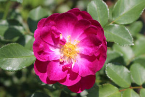 インターナショナル ヘラルド トリビューン