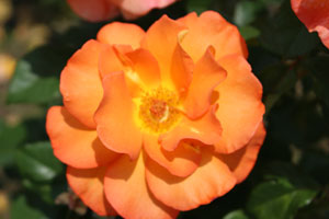 ドーン コーラス