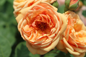 チャールズ オースティン