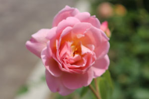 ベル ストーリー