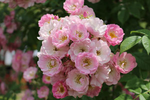 ブラッシュ ランブラー