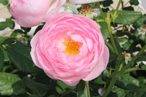 セプタード アイル