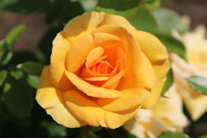 ハーベスト フェイア