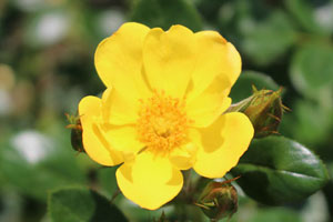 オールゴールド