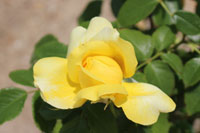 トゥールーズ ロートレック