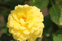 ベル ロマンティカ