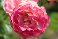 アクロポリス ロマンティカ