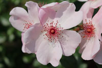 ピンク サクリーナ