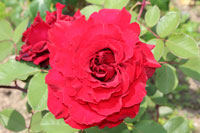 マルセル パニョル