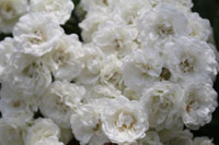 アルバ メイディランド