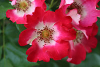 シェリー メイディランド