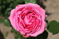 オーギュスト ルノワール