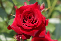 ニコロ パガニーニ