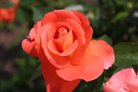 ダニエル ジュラン