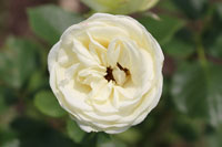 クリーミー エデン