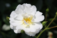 シュネーケニギン