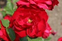 リリーマルレーン