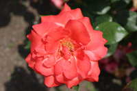 ニュー アベ マリア