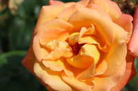 クリステル フォン デァ ポスト