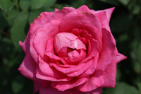 ペーター フランケンフェルト