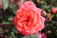 スーパースター