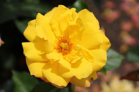 ゴールドマリー